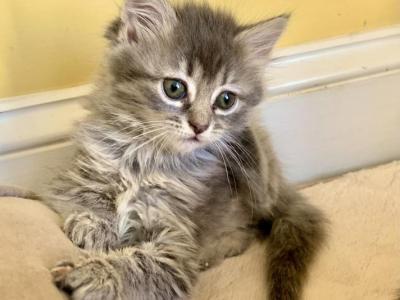 Fluffy Gray Lynx - Maine Coon - Gallery Photo #1