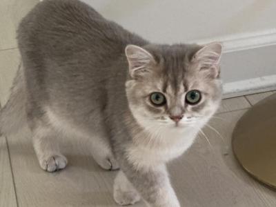 Chloe - British Shorthair - Gallery Photo #1