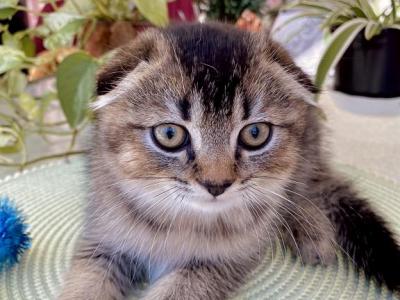 Scottish Fold Boy - Scottish Fold - Gallery Photo #1