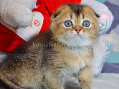 Black Golden Ticked Ny 25  Scottish Fold Baby Boy - Scottish Fold - Gallery Photo #1