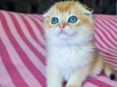 Marc Golden Shaded Ny 11 Scottish Fold Baby Boy - Scottish Fold - Gallery Photo #1