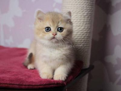 Wonka Blue Golden Ay 12 British Shorthair Female - British Shorthair - Gallery Photo #1