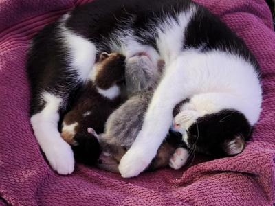 Ambrose - Scottish Fold - Gallery Photo #1