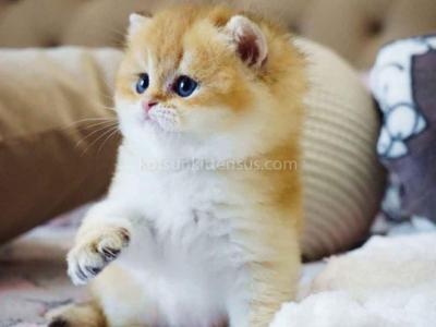 Billy Orange Golden Ny 11 British Shorthair Male - British Shorthair - Gallery Photo #1