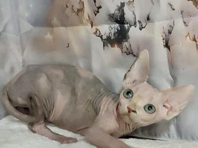 Emily - Sphynx - Gallery Photo #1