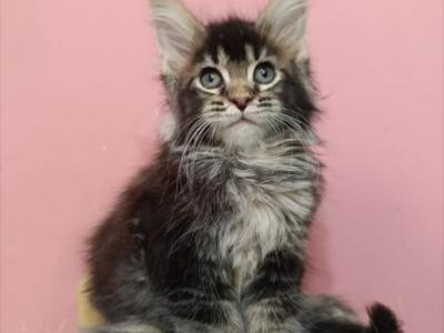 Emi - Maine Coon - Gallery Photo #1