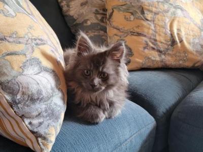 Clide - Maine Coon - Gallery Photo #1