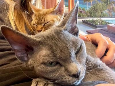 Gray - Devon Rex - Gallery Photo #1