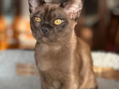 Oniks - Burmese - Gallery Photo #1