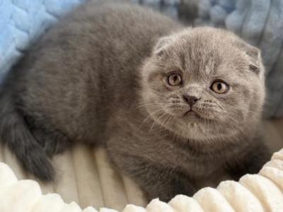 Scottish NY Vetush - Scottish Fold - Gallery Photo #1