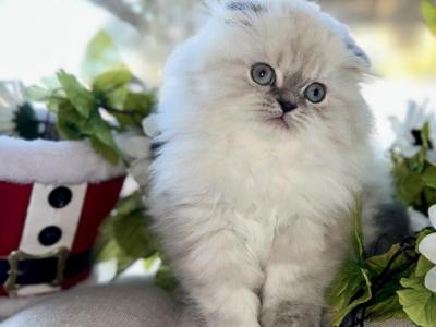 Buddha - Scottish Fold - Gallery Photo #1