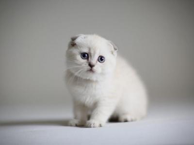 Scottish NY Valen - Scottish Fold - Gallery Photo #1