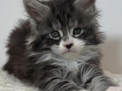 Maine Coon EZ Jidvei - Maine Coon - Gallery Photo #1