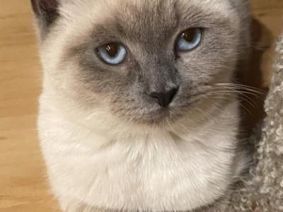 Bella - Siamese - Gallery Photo #1