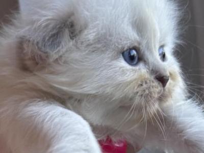 Pat's Litter - Scottish Fold - Gallery Photo #1