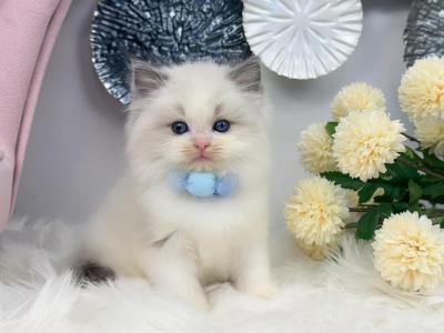 R048 - Ragdoll - Gallery Photo #1