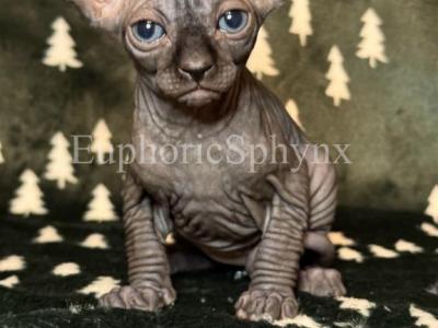 Perigon - Sphynx - Gallery Photo #1