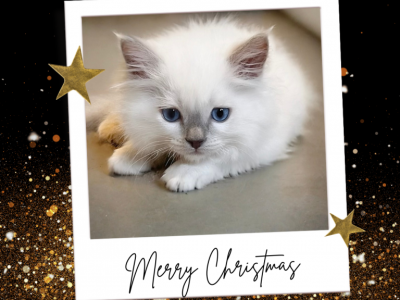 Charlie Brown Lilac Pointed Mitted Male Ragdoll - Ragdoll - Gallery Photo #1