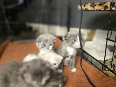 Queenies Scottish Folds 2 - Scottish Fold - Gallery Photo #1