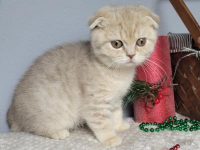 Mira - Scottish Fold - Gallery Photo #1