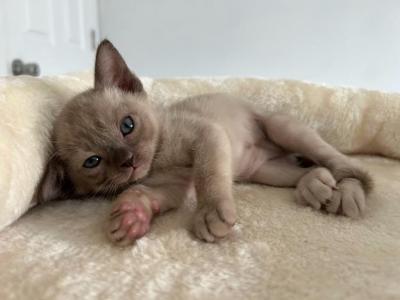 Stella - Burmese - Gallery Photo #1