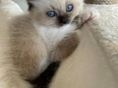 Seal Point Mitted Ragdoll Girl - Ragdoll - Gallery Photo #1