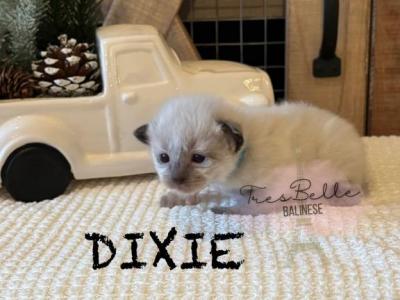 Dixie - Balinese - Gallery Photo #1