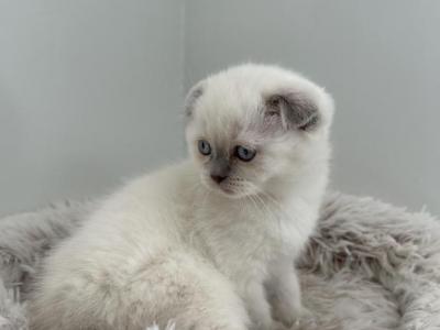 Benny - Scottish Fold - Gallery Photo #1