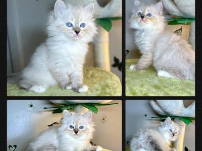 Opal's 1st Litter Enid - Siberian - Gallery Photo #1