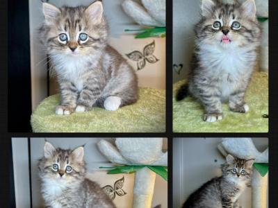 Opal's 1st Litter Iris - Siberian - Gallery Photo #1