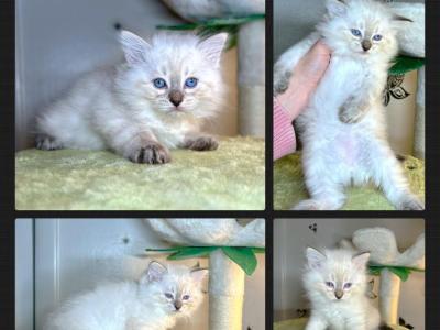 Opal's 1st Litter Finn - Siberian - Gallery Photo #1