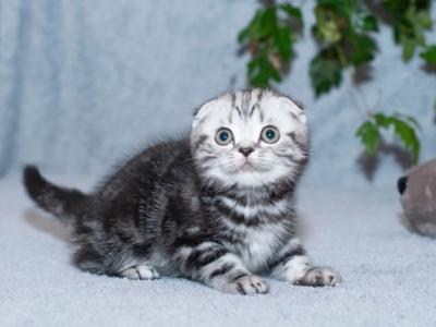 Konan Scottish - Scottish Fold - Gallery Photo #1