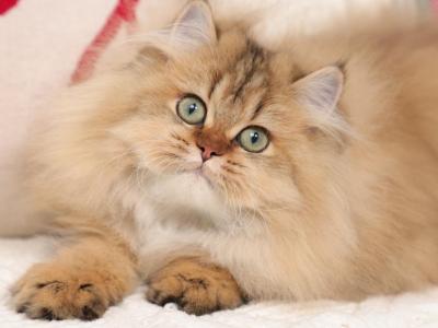 Darla - Persian - Gallery Photo #1