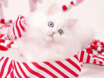 Snow White - Persian - Gallery Photo #1