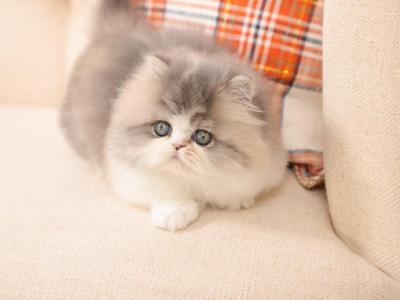 Willow - Persian - Gallery Photo #1