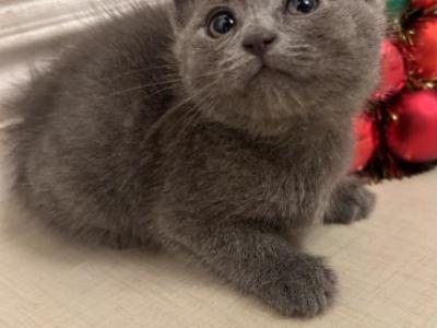 Kitten - Russian Blue - Gallery Photo #1