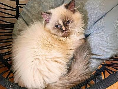 Fluff - Himalayan - Gallery Photo #1