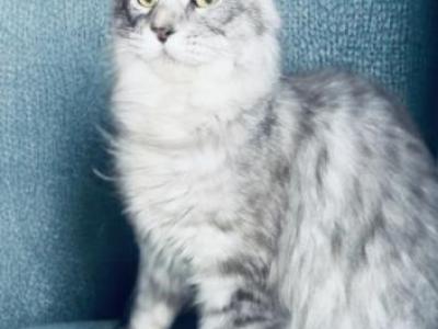 Pure Main Coon Silver Female - Maine Coon - Gallery Photo #1