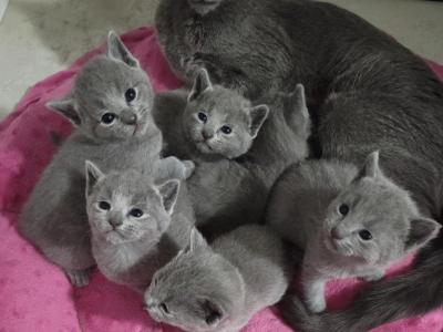 Russian Blue Kittens - Russian Blue - Gallery Photo #1