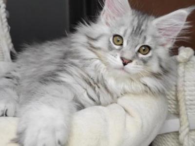 Maine Coone Gerda - Maine Coon - Gallery Photo #1