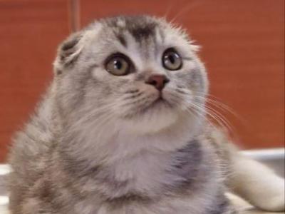 Bear - Scottish Fold - Gallery Photo #1