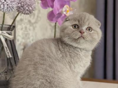 Pinky Pie - Scottish Fold - Gallery Photo #1