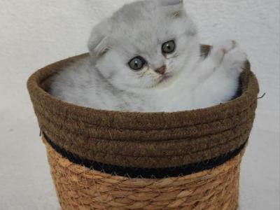 Killian - Scottish Fold - Gallery Photo #1