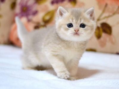 Santa - British Shorthair - Gallery Photo #1