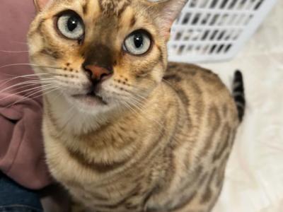 Aspen - Bengal - Gallery Photo #1