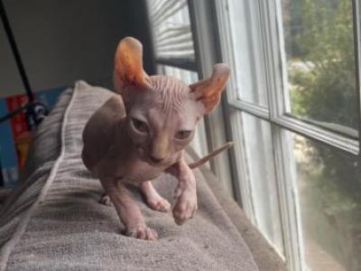 Zaras Litter - Sphynx - Gallery Photo #1