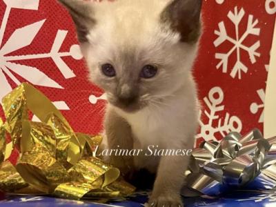 Siamese Kitten Females - Siamese - Gallery Photo #1