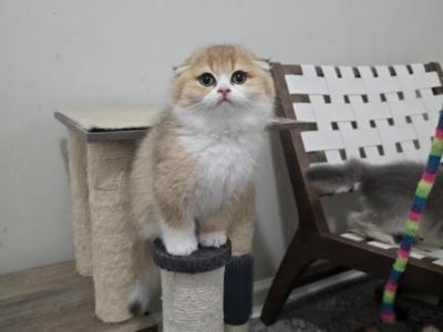 Lollipop - Scottish Fold - Gallery Photo #1