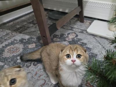 Tiktok - Scottish Fold - Gallery Photo #1