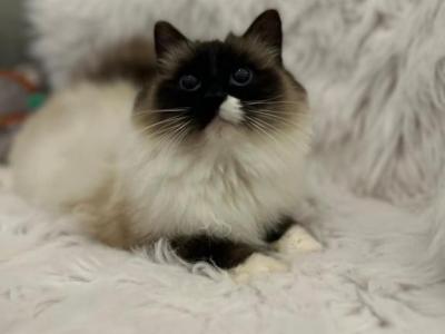 Brownie - Ragdoll - Gallery Photo #1